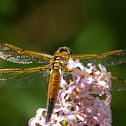 Four-spotted Skimmer