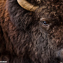 American Bison