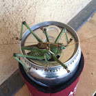 Greater arid-land katydid