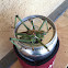 Greater arid-land katydid