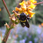 Bumble Bee