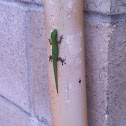 Gold dust day gecko