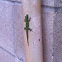 Gold dust day gecko