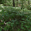 Stinging Nettle or Common Nettle