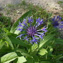 Bachelor's Button (Cornflower)