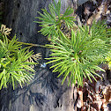 Southern Ground-cedar