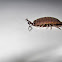 woodlouse