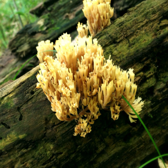 Spotting Image 1