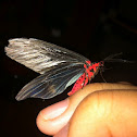 Day flying moth
