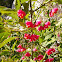 Spindle tree, obična kurika