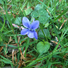 violet
