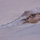 Estuarine (saltwater) crocodile