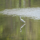 egret