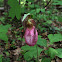 Pink Lady's Slipper
