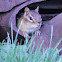 Ground squirell
