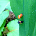 Multicolored Asian Lady Beetle