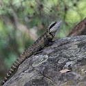 Eastern Water Dragon