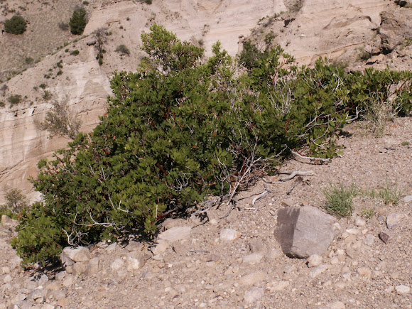 Spotting Image 1