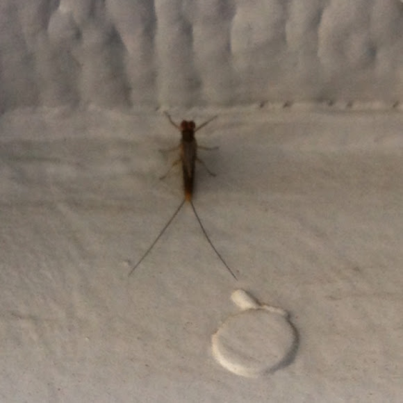 Spotting Image 1