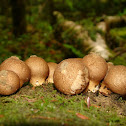 Pear-Shaped Puffball