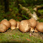 Pear-Shaped Puffball