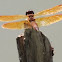 Dragonfly (2)