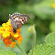 White Checkered-Skipper