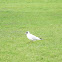 Black-headed Gull