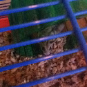 Chinese Dwarf Hamster