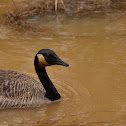 Canada Goose