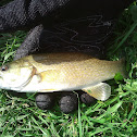 Smallmouth Bass