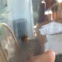 Multicolored Asian Lady Beetle