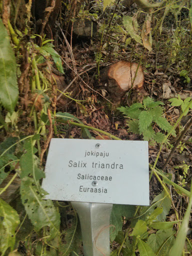 Salix Triandra