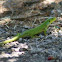 smaragdhagedis (Lacerta viridis)