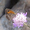 Small Heath