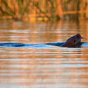 Neotropical river otter
