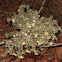 Beard Lichen