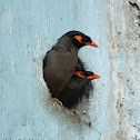 Bank Myna