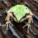 Frog