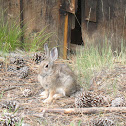 Rabbit