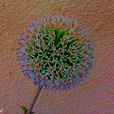 Globe thistle