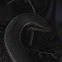 Indian Forest Skink
