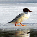 The Common Merganser