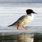 The Common Merganser