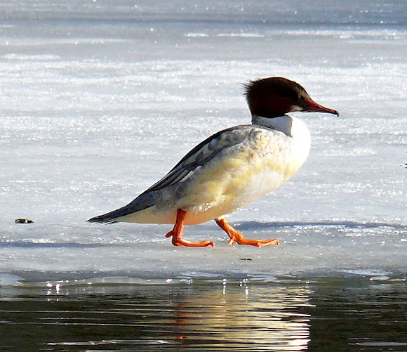Spotting Image 1