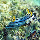 Chromodoris boucheti