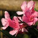 Oleander