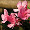 Oleander