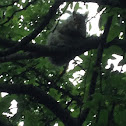 Eastern Gray Squirrel