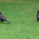Carrion Crow
